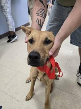 WIGGLE -  Labrador Retriever and Mixed Breed Dog for Adoption in Killeen, Texas - WIGGLE | PetCurious
