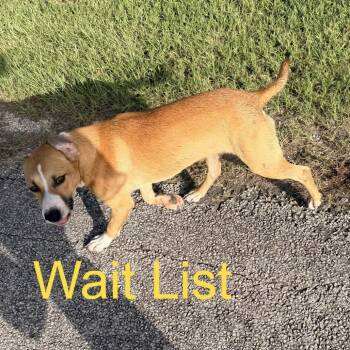 English Toffee -  Labrador Retriever and Cattle Dog Dog for Adoption in Livingston, Texas - English Toffee | PetCurious