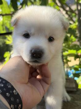Stormfly -  German Shepherd Dog Dog for Adoption in Pleasant Hill, California - Stormfly | PetCurious
