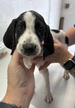 Andromeda -  Hound and Mixed Breed Dog for Adoption in Gainesville, Florida - Andromeda | PetCurious