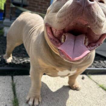 Otis -  American Bulldog Dog for Adoption in Vienna, Ontario - Otis | PetCurious