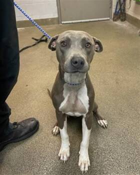 Mixed Breed Dogs Available for Adoption - GRAYSON | PetCurious