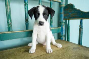 Dill -  Border Collie and Labrador Retriever Dog for Adoption in San Antonio, Texas - Dill | PetCurious