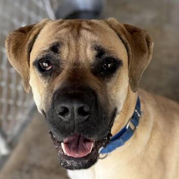 Malcolm -  Mastiff and Cane Corso Dog for Adoption in Spencer, Indiana - Malcolm | PetCurious