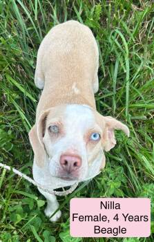 Rescue Beagle Dogs for Adoption in Blue Springs, Missouri - Nilla | PetCurious