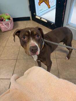 Pit Bull Terrier Dogs Available for Adoption in Marion, Ohio - Unknown West Center | PetCurious