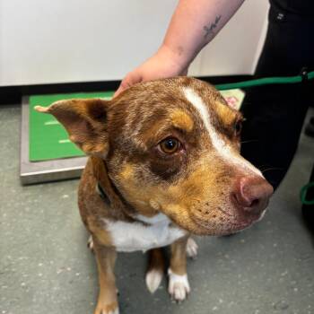 May -  Terrier and German Shepherd Dog Dog for Adoption in Clearwater, Florida - May | PetCurious