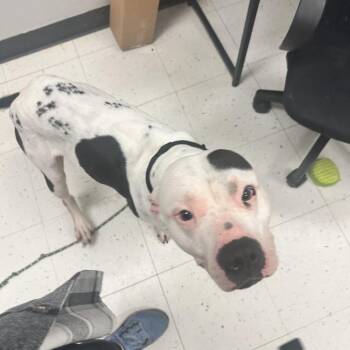 Innocents -  Mixed Breed Dog for Adoption in Davenport, Iowa - Innocents | PetCurious