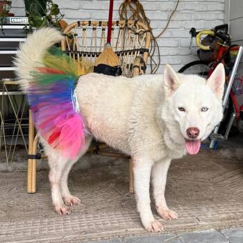 Snowball -  Husky Dog for Adoption in Houston, Texas - Snowball | PetCurious