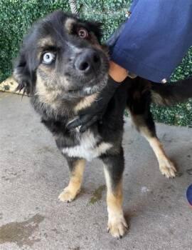 61752263 -  Shepherd and Mixed Breed Dog for Adoption in El Paso, Texas - 61752263 | PetCurious