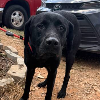 Frida -  Black Labrador Retriever Dog for Adoption in Columbia, South Carolina - Frida | PetCurious