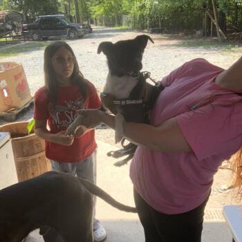 Feist Dogs Available for Adoption in Smithfield, North Carolina - Ruger | PetCurious