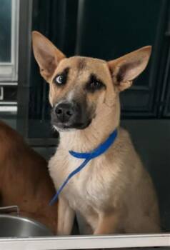 BENNY -  Anatolian Shepherd and Mixed Breed Dog for Adoption in Oklahoma City, Oklahoma - BENNY | PetCurious