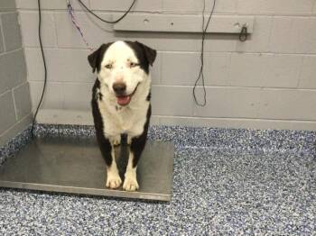 A1924945 -  Australian Cattle Dog Blue Heeler and Mixed Breed Dog for Adoption in Thousand Palms, California - A1924945 | PetCurious