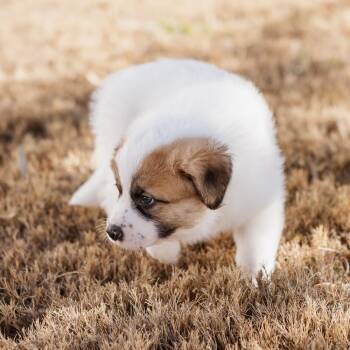 Cattle Dog and Shepherd Dogs Available for Adoption - Alfie | PetCurious