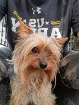 Hagrid -  Yorkshire Terrier Dog for Adoption in Dayton, Minnesota - Hagrid | PetCurious