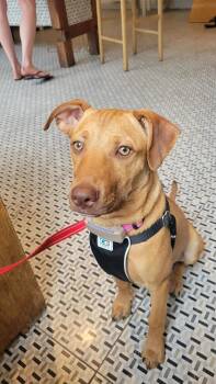 TAMAR -  Mixed Breed Dog for Adoption in Toronto, Ontario - TAMAR | PetCurious