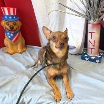 Milo -  Chihuahua Dog for Adoption in Olathe, Kansas - Milo | PetCurious