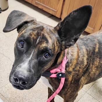 Mountain Cur and Terrier Dogs Available for Adoption in Fairfield, Connecticut - Ella | PetCurious