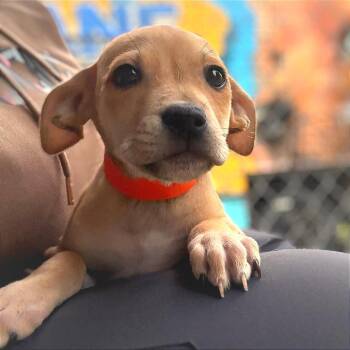 Labrador Retriever Dogs Available for Adoption in Tulsa, Oklahoma - Raichu | PetCurious