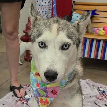 Rhonda -  Husky Dog for Adoption in Woolwich, Maine - Rhonda | PetCurious