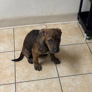 Labrador Retriever Dogs Available for Adoption in Pekin, Illinois - Cher Lloyd | PetCurious