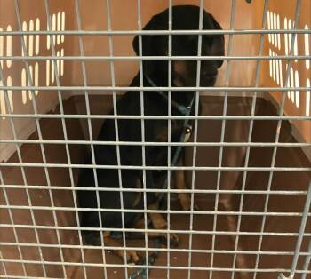 Rescue Doberman Pinscher and Hound Dogs for Adoption in Warrenton, Oregon - Bagels (Luna) | PetCurious