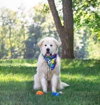 Dusty -  Great Pyrenees Dog for Adoption in Coatesville, Pennsylvania - Dusty | PetCurious