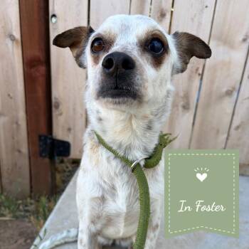 Tammy -  Australian Cattle Dog Blue Heeler and Terrier Dog for Adoption in Chico, California - Tammy | PetCurious