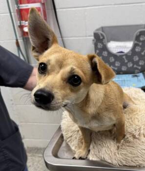 Fifi -  Chihuahua and Mixed Breed Dog for Adoption in Kansas City, Missouri - Fifi | PetCurious