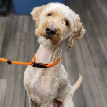 Timber -  Golden Retriever and Standard Poodle Dog for Adoption in Sarasota, Florida - Timber | PetCurious