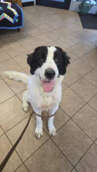Jolene -  Saint Bernard Dog for Adoption in Marion, Ohio - Jolene | PetCurious