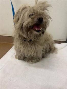 Rescue Shih Tzu and Mixed Breed Dogs for Adoption in Hayward, California - PROFESSOR CUMBERBATCH | PetCurious
