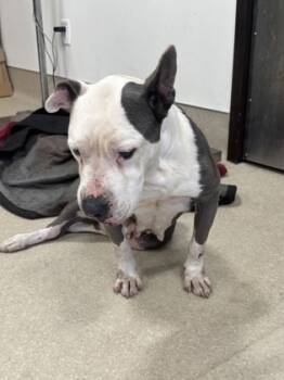 Rescue Mixed Breed Dogs for Adoption in Atlanta, Georgia - Corn Bread | PetCurious