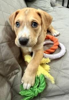 Orzo -  Labrador Retriever and Foxhound Dog for Adoption in Greenlawn, New York - Orzo | PetCurious