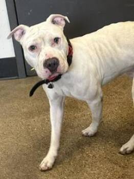 Rocco -  Pit Bull Terrier Dog for Adoption in Cleveland, Ohio - Rocco | PetCurious