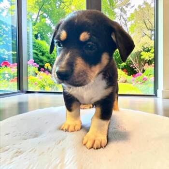 Winston -  Chiweenie Dog for Adoption in Fort Worth, Texas - Winston | PetCurious
