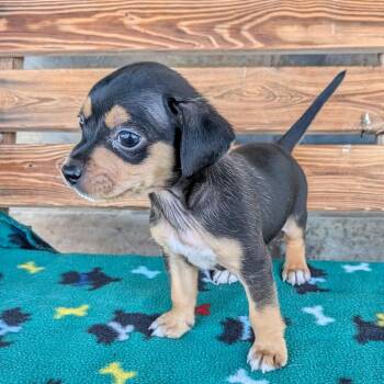 Rascal -  Chihuahua and Terrier Dog for Adoption in St. Augustine, Florida - Rascal | PetCurious