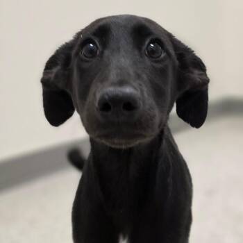 Amata -  Mixed Breed Dog for Adoption in Fredericksburg, Virginia - Amata | PetCurious