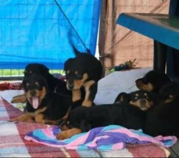 Doberman Pinscher and Miniature Pinscher Dogs Available for Adoption in Sunnyvale, Texas - Puppy 4 | PetCurious
