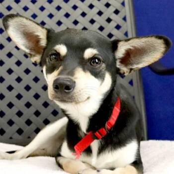 Chihuahua Dogs Available for Adoption - Trevor | PetCurious