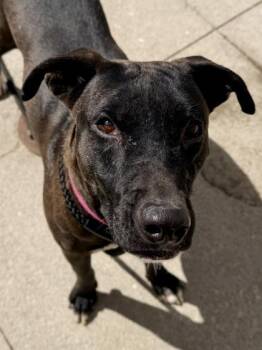 Mixed Breed Dogs Available for Adoption in Cincinnati, Ohio - Carl | PetCurious