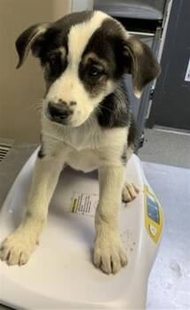 German Shepherd Dog and Mixed Breed Dogs Available for Adoption - A252376 | PetCurious