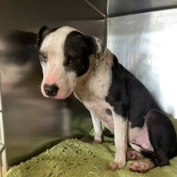 Rescue Border Collie Dogs for Adoption in Parrish, Alabama - Babybel | PetCurious