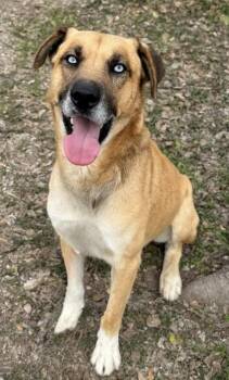 Shepherd and Mixed Breed Dogs Available for Adoption in San Antonio, Texas - Tank | PetCurious