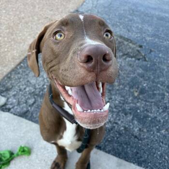Chevy Ruiz Yarbrough -  American Staffordshire Terrier Dog for Adoption in St. Louis, Missouri - Chevy Ruiz Yarbrough | PetCurious