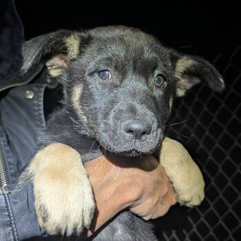 Jinshi -  Mixed Breed Dog for Adoption in Park City, Utah - Jinshi | PetCurious