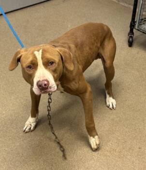 Rescue Mixed Breed Dogs for Adoption in Chamblee, Georgia - Keegan | PetCurious