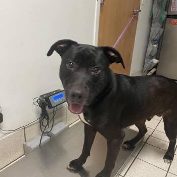 Mixed Breed Dogs Available for Adoption in Charleston, West Virginia - Mayor | PetCurious