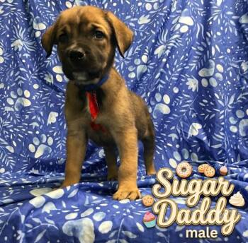 Sugar Daddy -  Belgian Shepherd Malinois Dog for Adoption in Plainfield, Illinois - Sugar Daddy | PetCurious